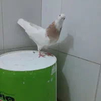 کبوتر|پرنده|اهواز, منبع اب|دیوار
