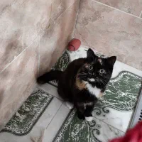 گربه ماده دو رگه