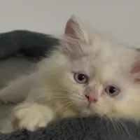 توله گربه پرشین