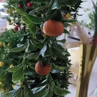 انواع شمشادهای جذاب میوه ای