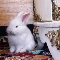 خرگوش