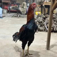 خروس لاری
