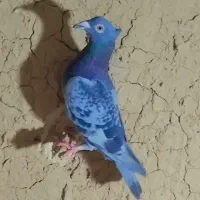 کفتر
