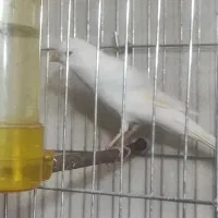 قناری ماده ونر