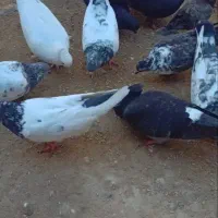 کبوتر|پرنده|قشم, |دیوار