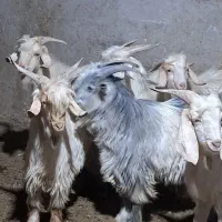 کهر نره درجه یک کیلویی ۶۲۰
