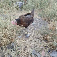 مرغ خانگی