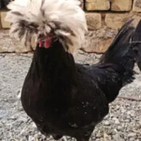 خروس لهستانی