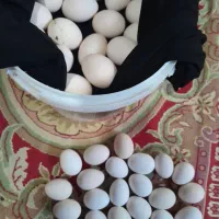 تخم مرغ نطفه دار