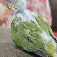 جوجه گرینچیک یلو ساید ردچیک