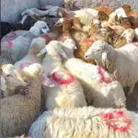 گوسفند نرینه زنده با قیمت استثنایی ۴۵۰ تا۴روز دیگه