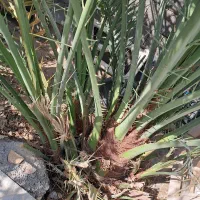 دمیت نخل برحی