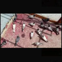 17عدد کبوتر یکجا اصیل صیح سالم