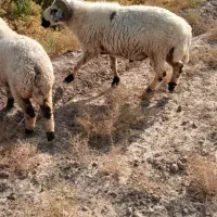 گوسفند