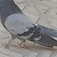 کبوتر سبز کاکلی رسمی