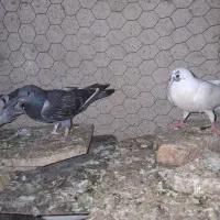 کبوتر فروشی