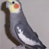 پیداعروس هلندی