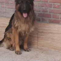 واگذاری سگ ژرمن شیپرد شولاین