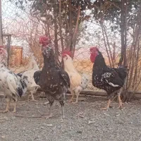 خروس گلین