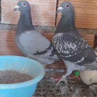 المانی جان آردن