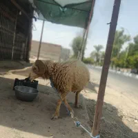 قوچ بزرگ فروشی