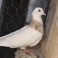 کبوتر طوقی