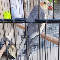 ظبط|سیستم صوتی خانگی|بیرجند, |دیوار