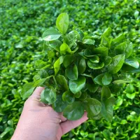 سبزه نارنج (شب عید)‌ تراکم بالا فی۵۵/۰۰۰