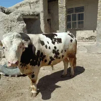 گوساله