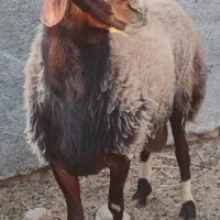قوچ شال سان
