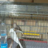 جفت‌قناری‌با‌تخم