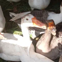 غاز نر و ماده  جوان هنوز تخم نمیزاره