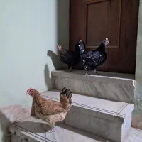 مرغ،خروس،جوجه گلین