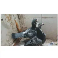 کبوتر|پرنده|قائن, |دیوار