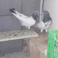 کبوتر کله دار