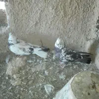 کبوتر اصفهانی نروماده