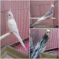 عروس هلندی نر