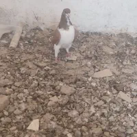 خوشرنگ زرد