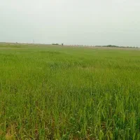 2000مترزمین-کشاورزی-صنعتی-احمدی