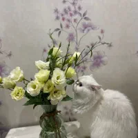گربه پرشین جهت جفت گیری