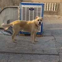 سگ اابای