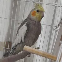 عروس هلندی گمشده