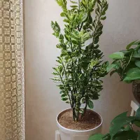 گل طبیعی|گل و گیاه طبیعی|مشهد, مشکینی (شهرک غرب)|دیوار