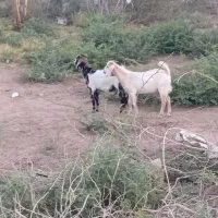 کهره گوسفند بز چپش