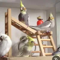 عروس هلندی پیدا شده