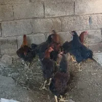 جوجه  خروس یک ساله