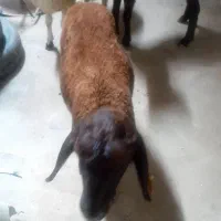 برهماده
