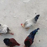 خروس جوان و زیبا
