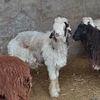 بره نر بختیاری سنگین