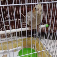 عروس هلندی سه ماهه
